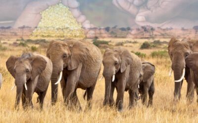 Decision to cull elephants unsustainable – CNRG